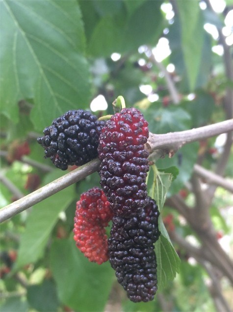 湖州桂花蜜果桑苗-湖州四季果果桑苗_湖州果果桑苗价格_勤勤果