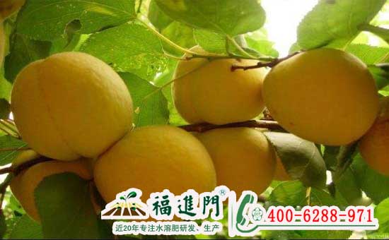 黄桃用了福进门膨果专用肥长得就是好