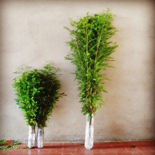 枇杷种植基地|南通枇杷种植基地|子轩供