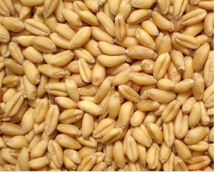 现金收购玉米小麦麦麸蚕豆等