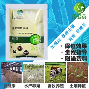 种植橘子树怎样灌根使用EM菌