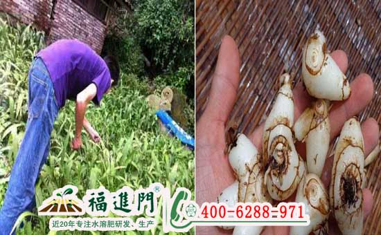 白芨用福进门中药材膨大肥实现增产增质