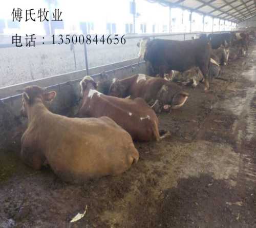 吉林海福特牛价格_海福特牛价格_黑龙江海福特牛供应商