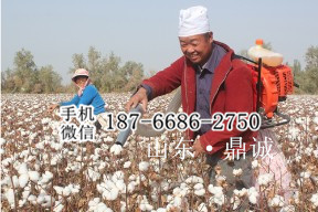 新疆和田代替人工风吸式汽油采棉机 家用拾花吸棉机 便携式摘棉花机 背负式棉花收获机