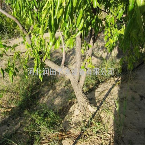 不看后悔 河南开封专业的果树滴灌 小管出流的价格是多少