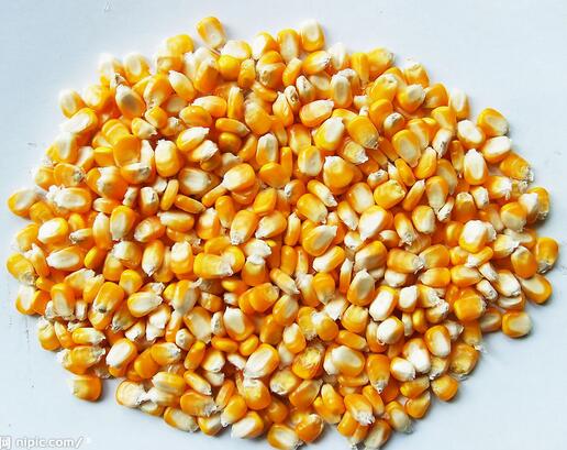 大量采购玉米、小麦、高粱、大豆、大米等酿酒原料