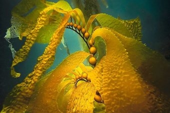 南充市馥阔（上海）生物科技产品选择多，台湾褐藻醣胶市场前景