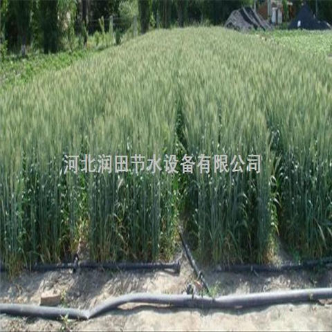 水肥一体化滴灌工程技术 江苏南京市贴片滴灌带