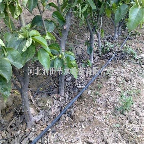 滴灌带工程承包厂家 江苏南京市玉米贴片滴灌带