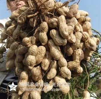 高产超吨花生种子 优质超吨花生吨花一号 绿色超吨花生种子