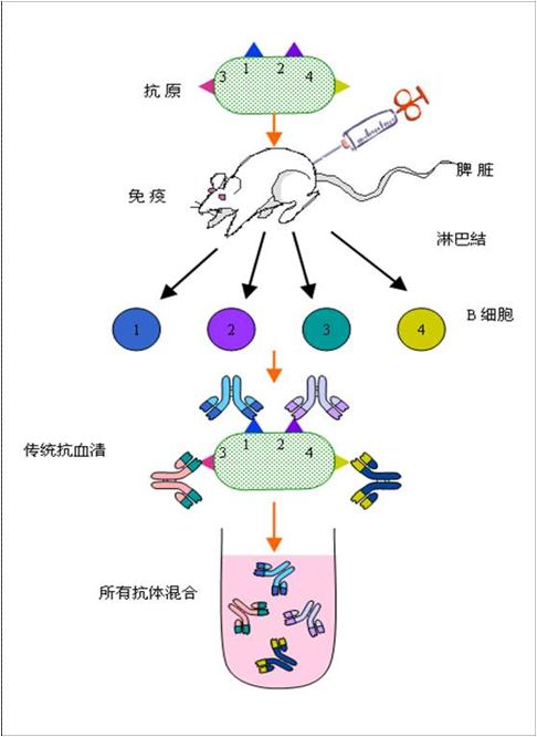 上海单抗定制抗体厂家/蛋白表达抗体方法/蛋白表达抗体步骤