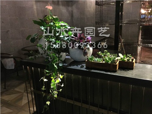 了解各种花卉盆栽的习性，知道它们喜欢哪里租摆合适
