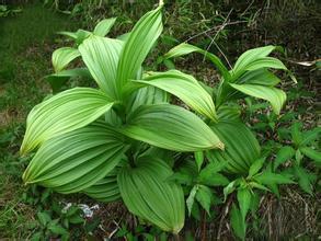 藜芦提取物  藜芦生粉  浸膏提取液 多种规格 1公斤起订