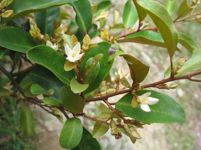 胡颓子提取物  胡颓子生粉  浸膏提取液