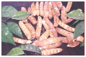供应  柯里拉京 没食子儿茶素 牡荆素葡萄糖苷