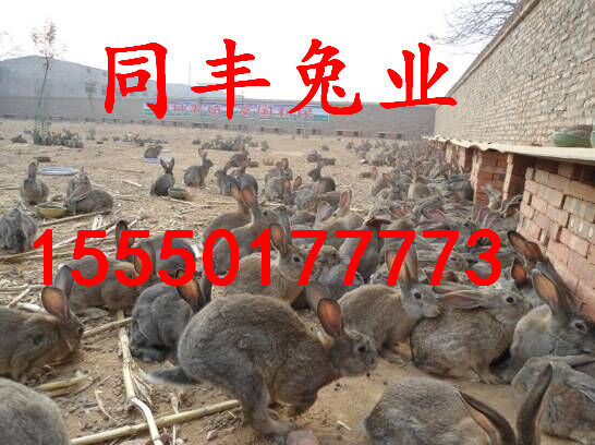 辽宁杂交野兔养殖场