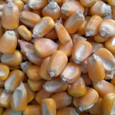 玉米收购企业 常年求购玉米高粱大豆荞麦油糠碎米
