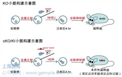 sgRNA基因编辑*cas9基因编辑*sgRNA*捷易生物