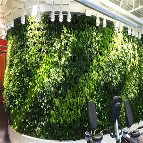 植物墙绿植景观设计施工