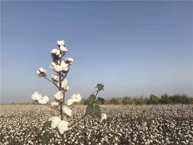 新疆高产棉花种子价格|守信种业|高产棉花种子商家