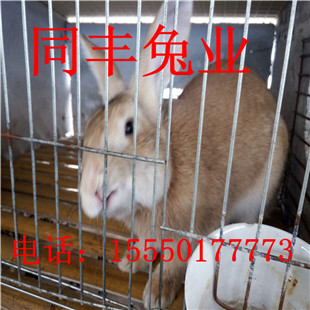 北京养兔场杂交野兔价格