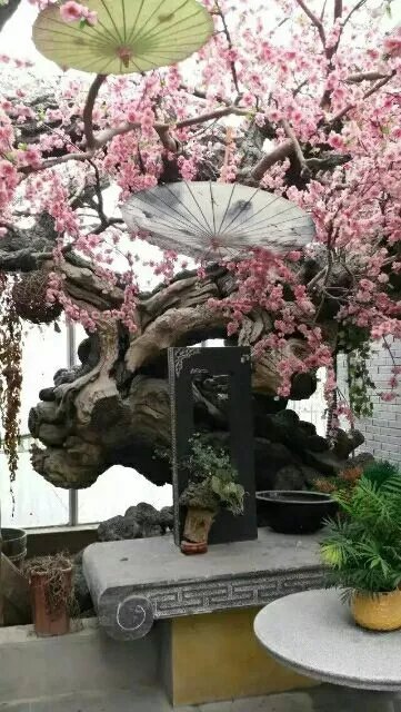 上海室内桃花树施工