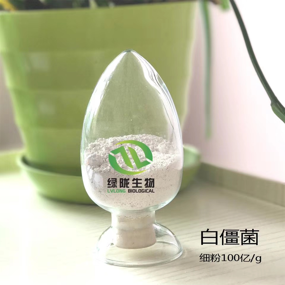 球孢白僵菌 生物杀虫