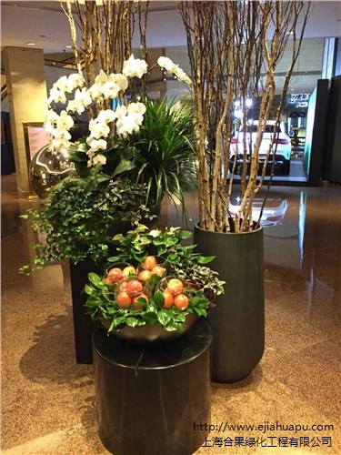 上海植物租赁/上海办公室植物租赁/上海植物租赁公司/合果供