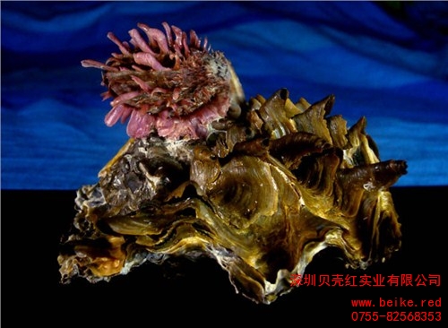 锯齿牡蛎 贝类生物科普 贝壳红供