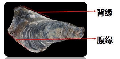 大连湾牡蛎 贝类生物科普 贝壳红供