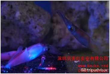 萤火虫鱿鱼 贝类生物科普 贝壳红供
