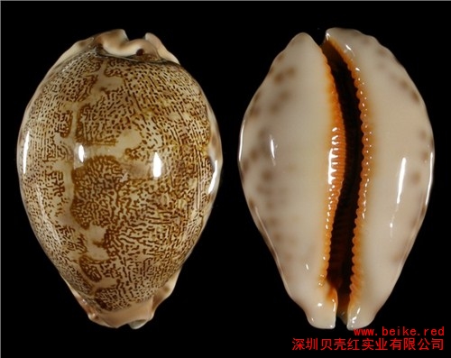 地理宝螺 贝类生物科普 贝壳红供
