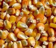养殖场常年收购玉米 高粱 荞麦 碎米 大豆 油糠 麸皮 菜饼