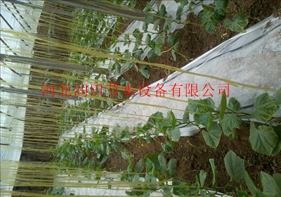 压力补偿式滴头多少钱一个