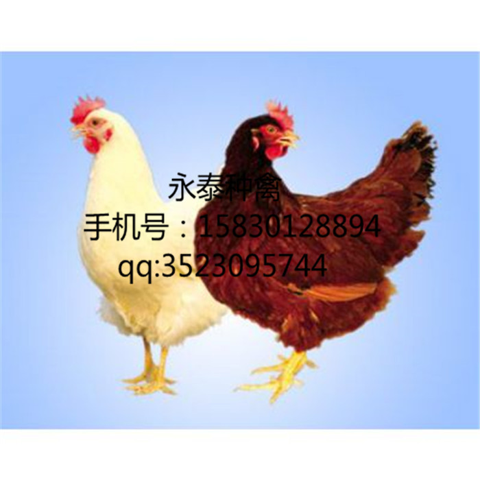 沧州青年鸡厂家