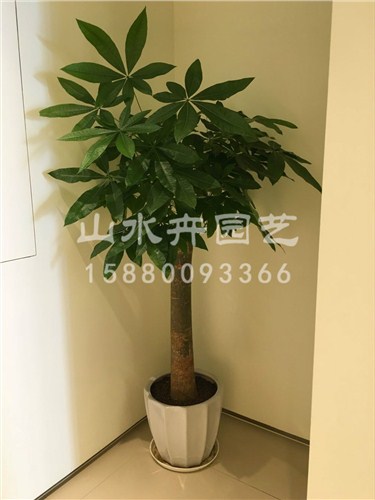福州花卉租摆,花卉租摆价格咨询,山水卉供