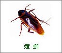 蟑螂防治公司|蟑螂药哪里有卖|除蟑螂|爱卫供
