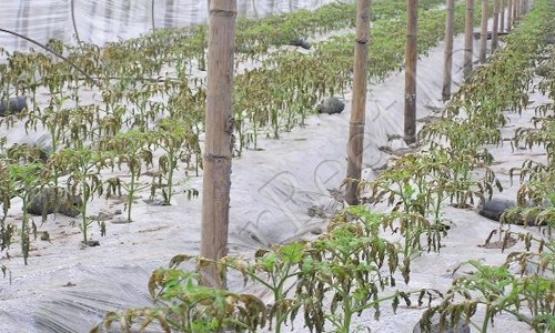 海南葡萄专用肥生产厂家|海南有机无机复混肥生产厂家|京鸣供