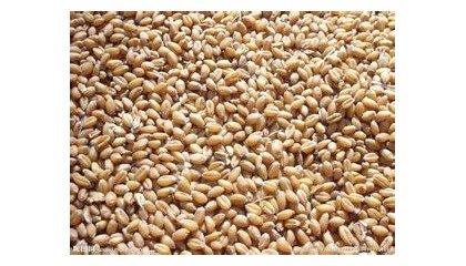 采购小麦，玉米，大米
