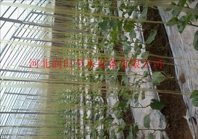 西蓝花滴灌技术介绍 滴灌带安装使用说明