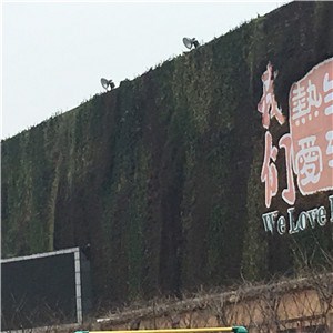 上海室内植生墙施工 室内植生墙合理报价 上海绿浏供