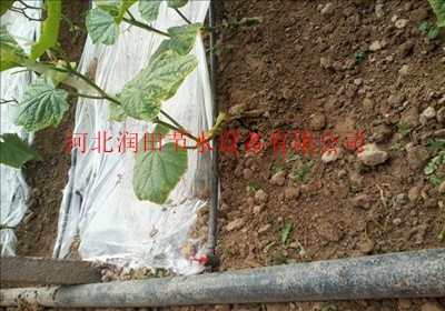 滴灌带在油菜花种植中的应用