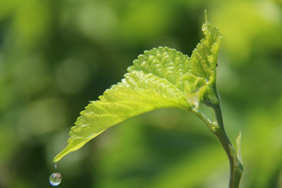 桑芽菜提取物 桑芽菜粉 1公斤起订