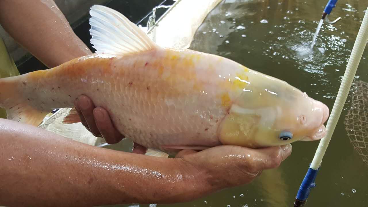 金草鱼金色草鱼金丝鲩鱼成品鱼供应