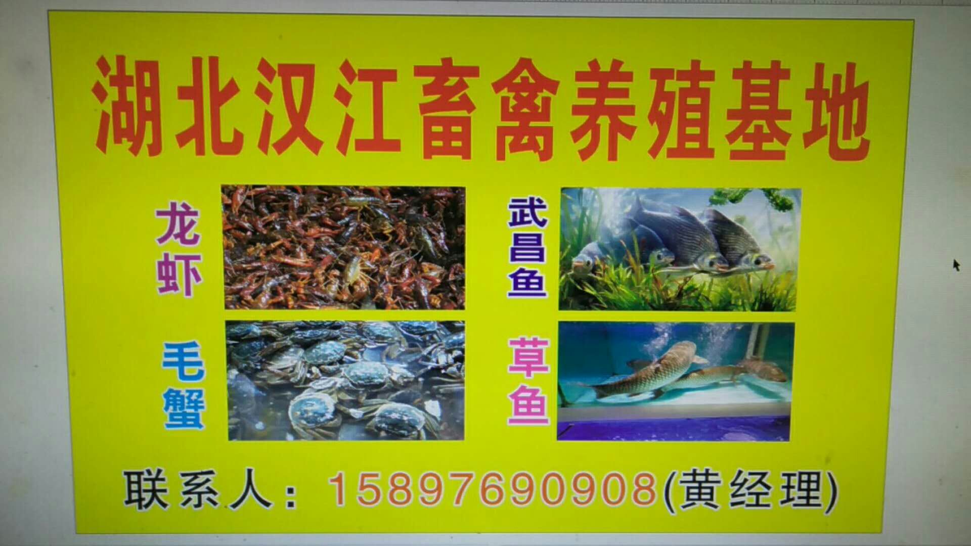 汉江养殖场常年求购玉米黄豆豆饼青饼菜粕豆粕等饲料原料