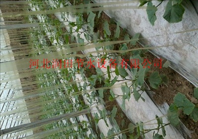 山西平鲁区大棚使用滴灌管带的多吗