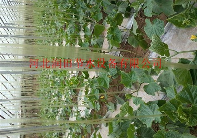 山西右玉县使用滴灌技术的多吗