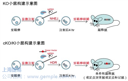 基因敲除*crispr敲除*基因crispr-cas9技术*捷易