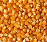 采购玉米长期大量