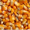 四川饲料厂采购玉米、大米、碎米